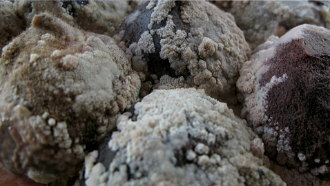 Putréfaction : comprendre ce phénomène biologique qui façonne nos instincts les plus anciens